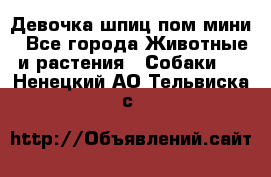 Девочка шпиц пом мини - Все города Животные и растения » Собаки   . Ненецкий АО,Тельвиска с.